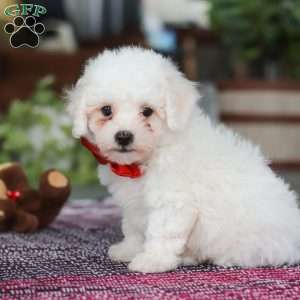 Lucky, Bichon Frise Puppy